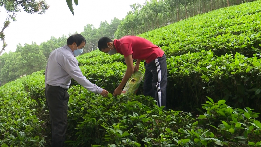 Chủ động phòng trừ sâu bệnh hại cây trồng vụ xuân