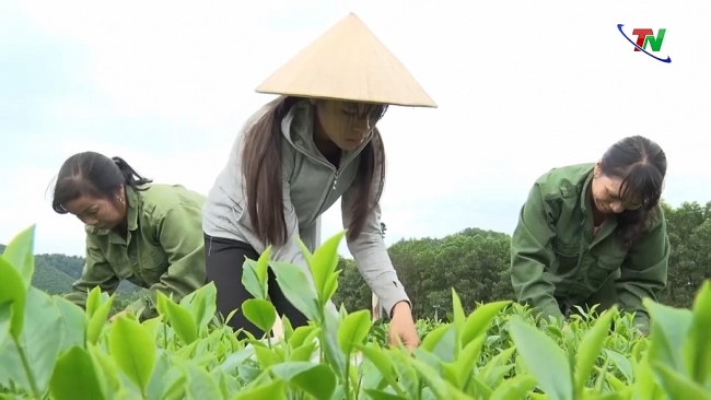 Thái Nguyên: Phấn đấu năm 2022 trồng mới và trồng lại 400ha chè