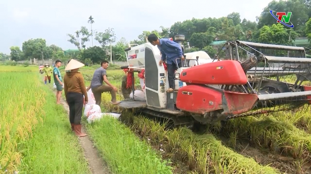 Thái Nguyên: phát triển vùng lúa gạo tập trung gắn với liên kết tiêu thụ