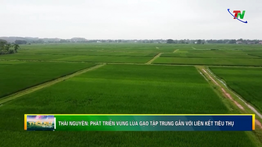 Thái Nguyên: phát triển vùng lúa gạo tập trung gắn với liên kết tiêu thụ