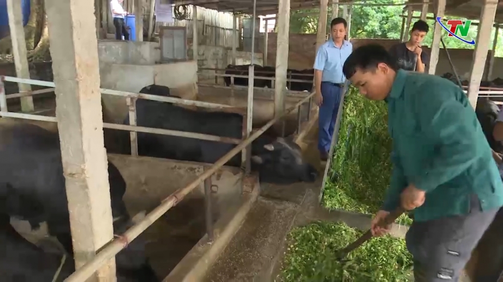 Mô hình nuôi bò vỗ béo theo hướng bán chăn thả Hiệu quả ở xã Đình Lập   Đài Phát Thanh và Truyền Hình Lạng Sơn