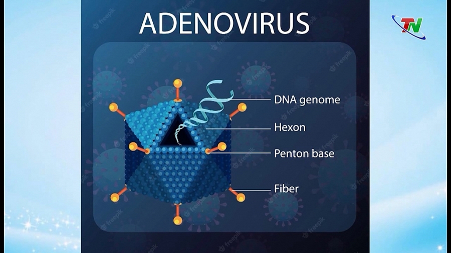 Cẩn trọng với Adenovirus   tác nhân gây bệnh ở mọi lứa tuổi