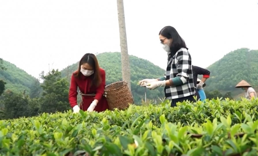 Phát triển sản phẩm Trà ướp hoa mộc – Điểm sáng của thị trường Trà ướp hương