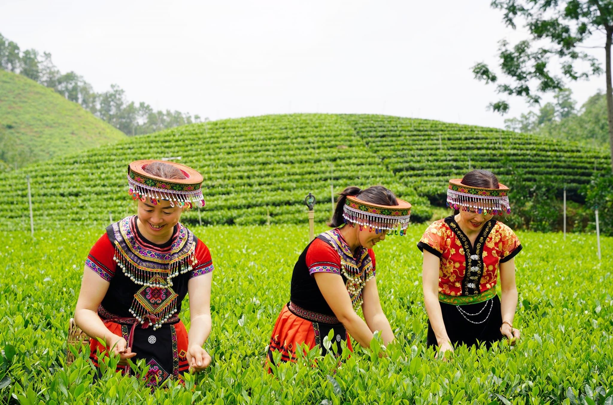 Phát triển sản phẩm Trà ướp hoa mộc – Điểm sáng của thị trường Trà ướp hương