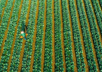 Tuc Duyen vegatable cultivation area