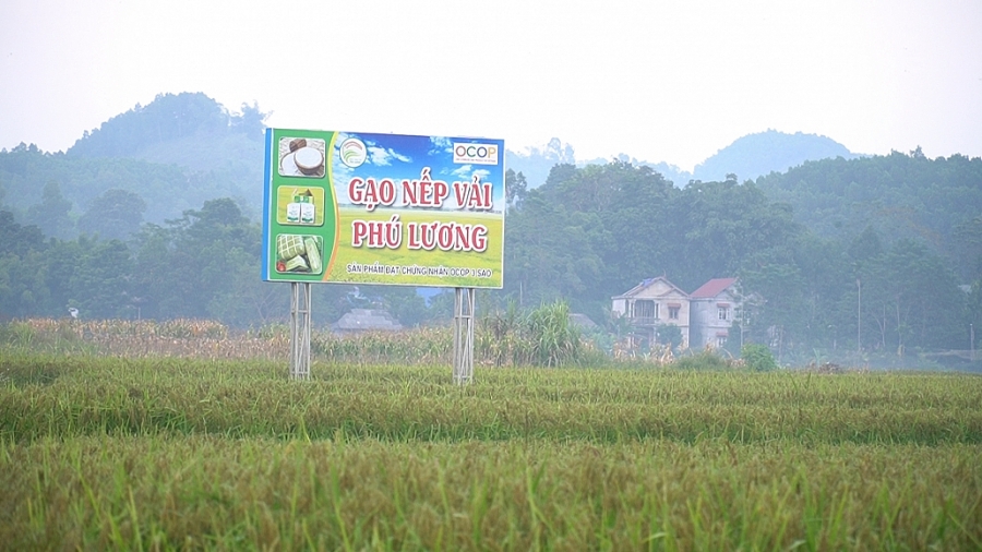 Lúa nếp vải Ôn Lương - sản vật từ thiên nhiên