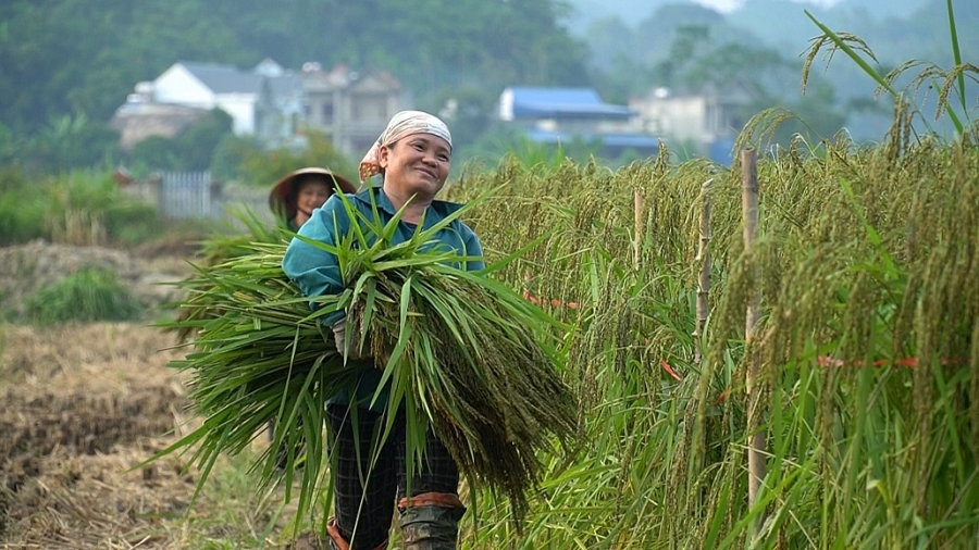 Lúa nếp vải Ôn Lương - sản vật từ thiên nhiên