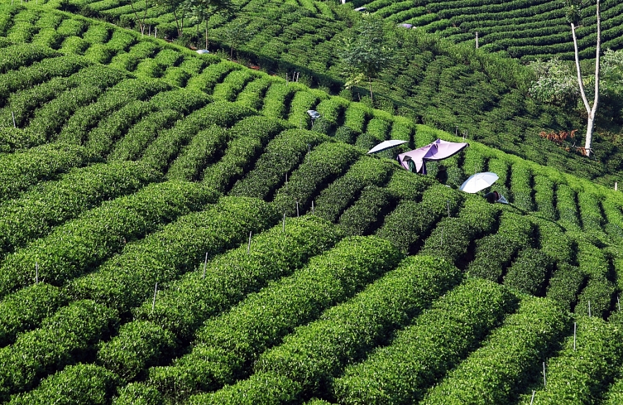 Hoang Nong tea