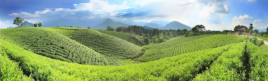 Hoang Nong tea