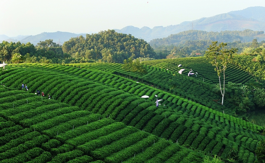 Hoang Nong tea