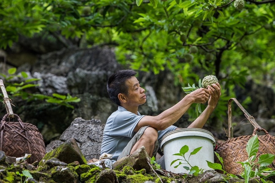 Na Hien custard apples