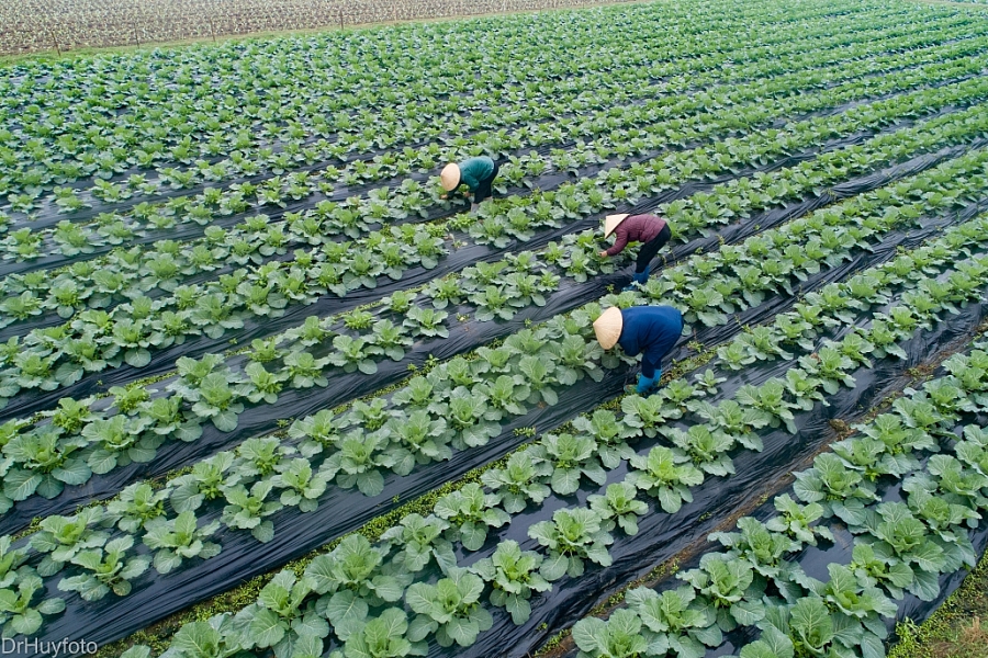 Organic vegetable cultivation area