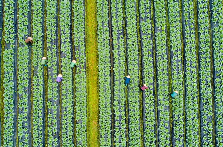 Organic vegetable cultivation area