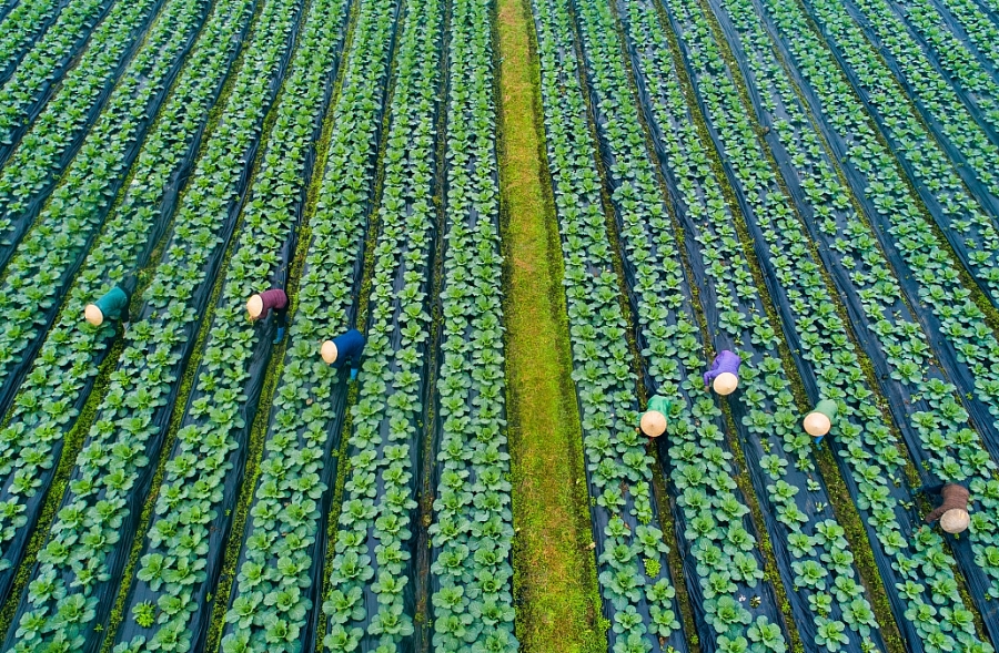 Organic vegetable cultivation area