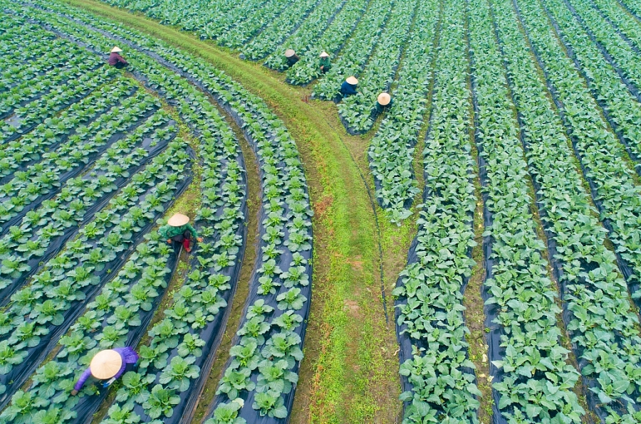 Organic vegetable cultivation area