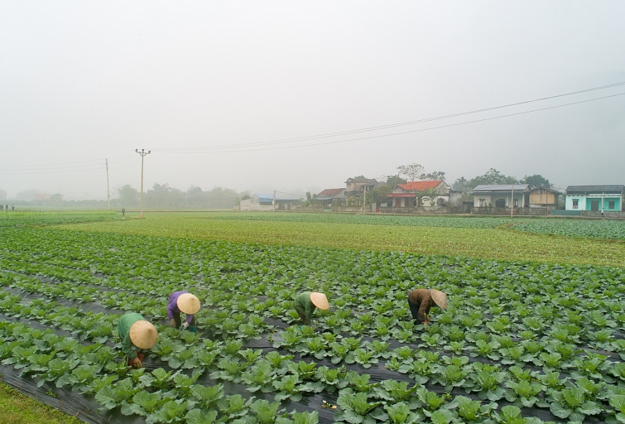 Organic vegetable cultivation area