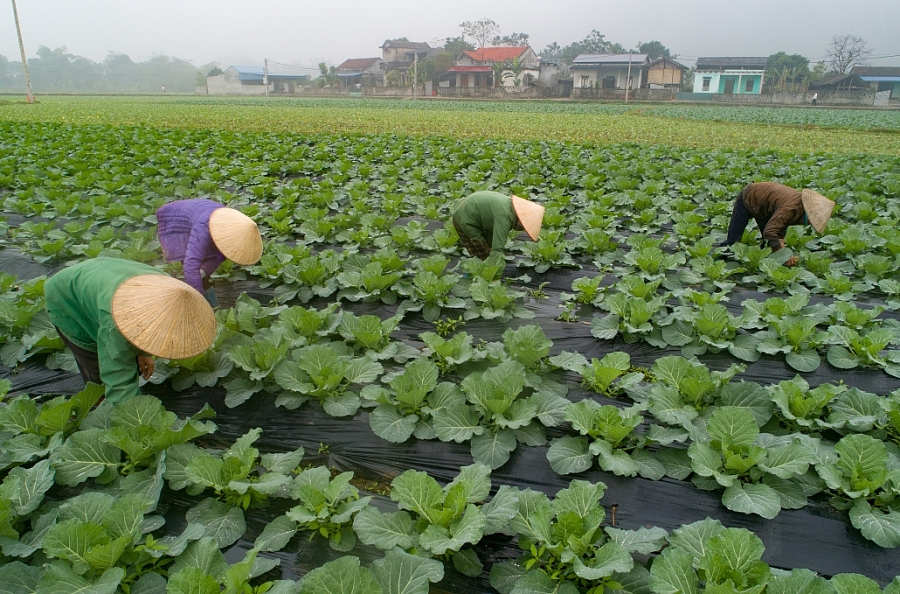 Organic vegetable cultivation area