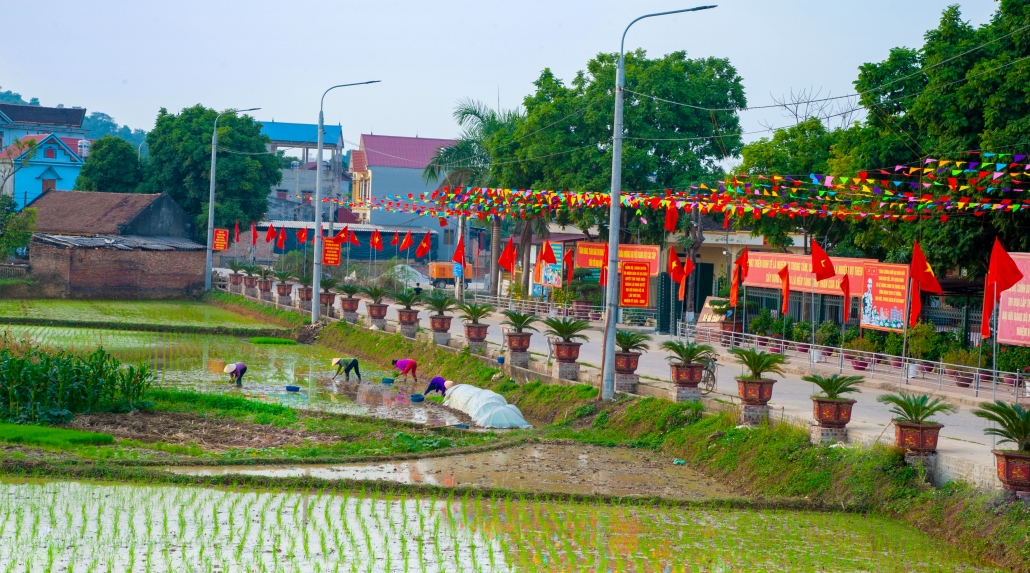 Rice planting season in Phu Binh