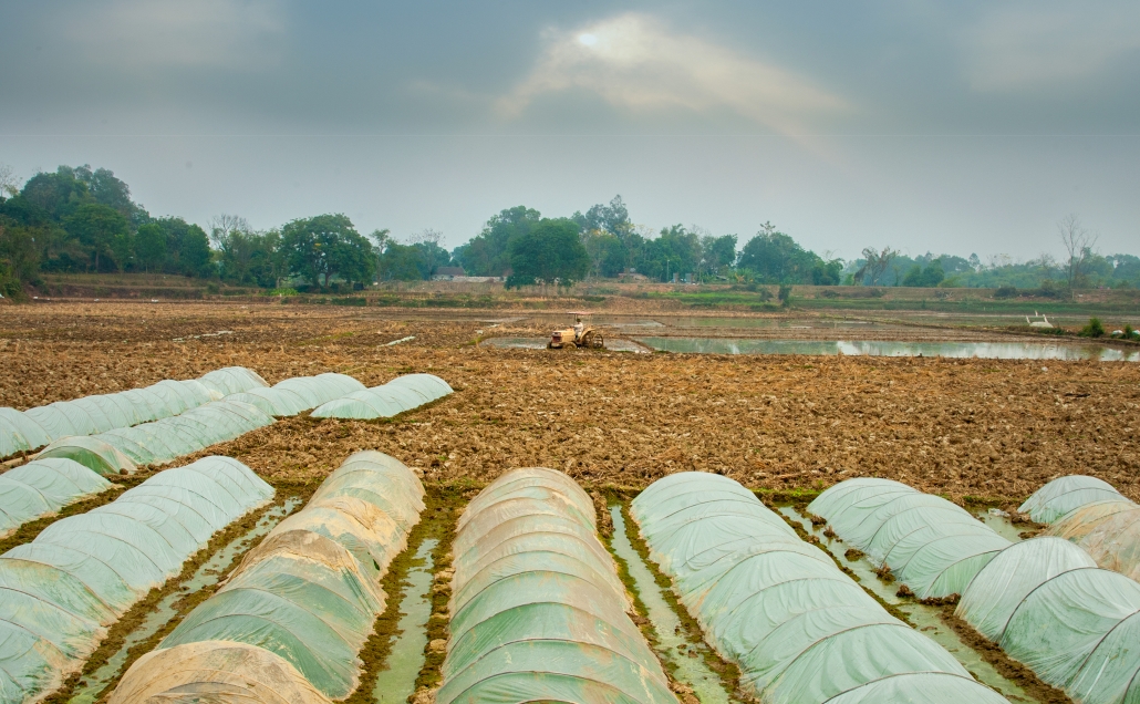 Rice planting season in Phu Binh