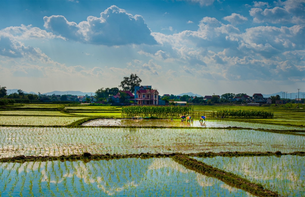 Rice planting season in Phu Binh