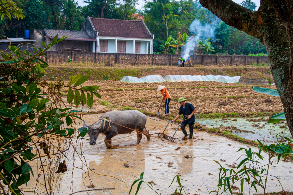 Rice planting season in Phu Binh