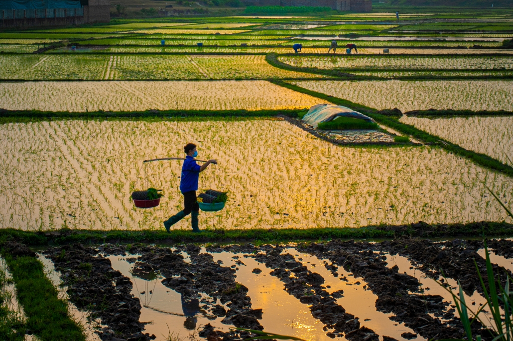 Rice planting season in Phu Binh