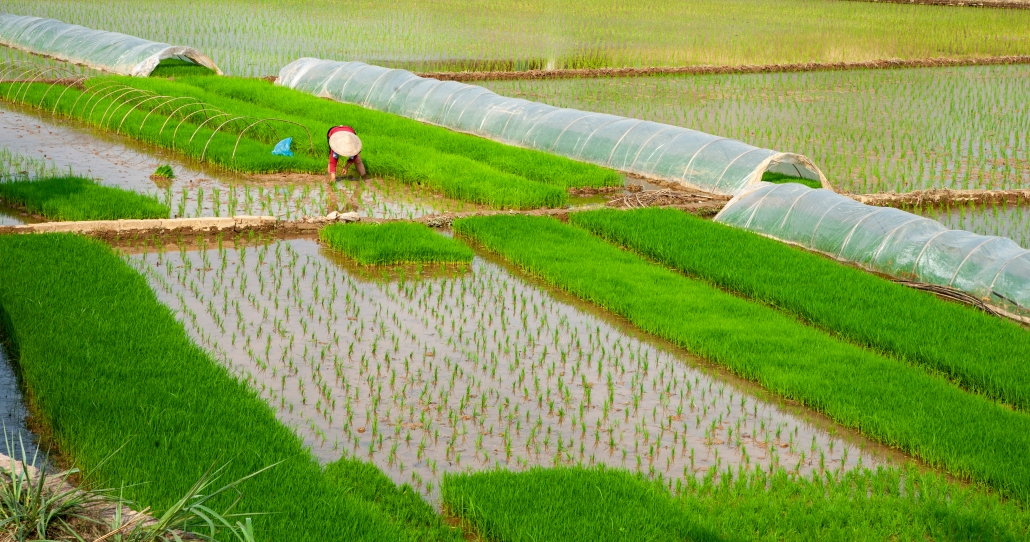 Rice planting season in Phu Binh