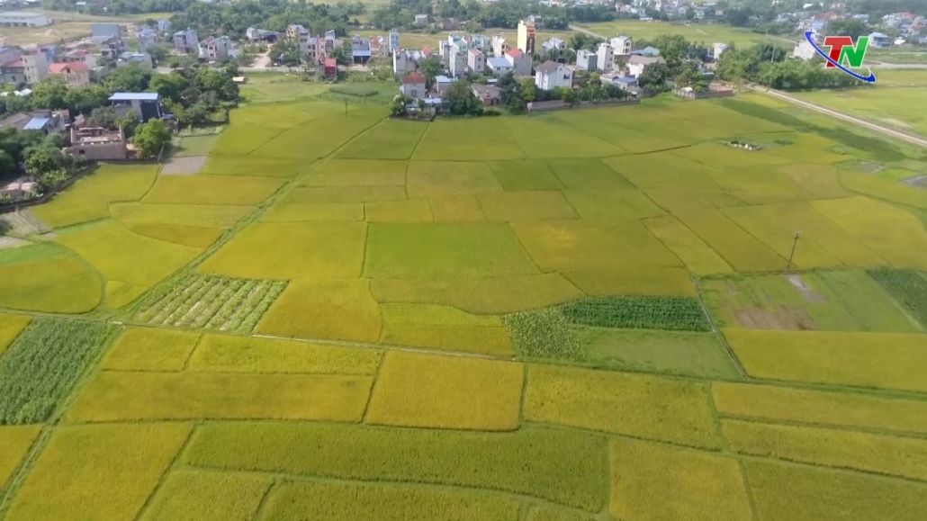Phú Bình: Diện tích lúa chất lượng cao chiếm trên 50%