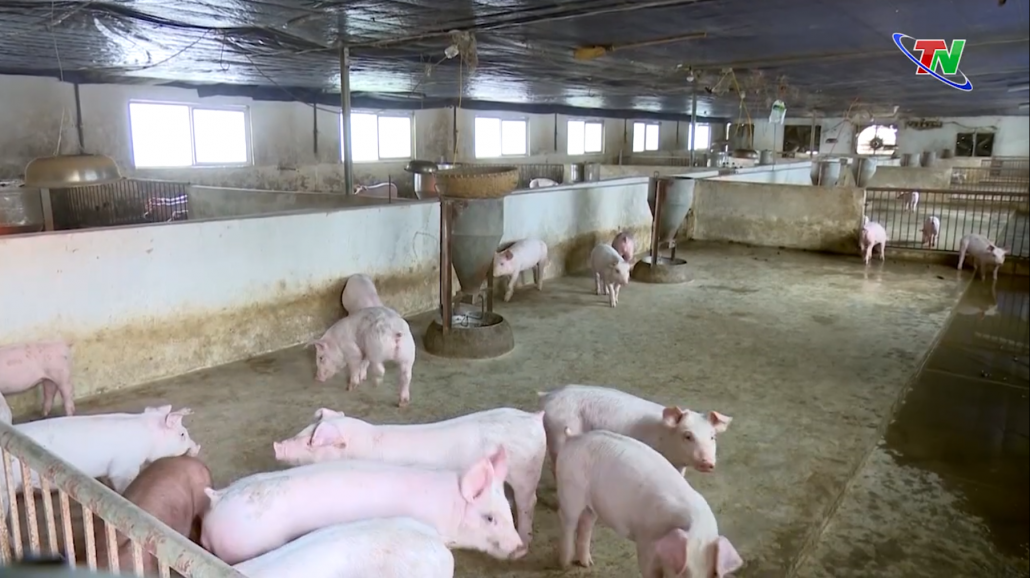 Phú Bình: Triển khai tiêm 650.000 liều vắc-xin phòng bệnh cho đàn vật nuôi