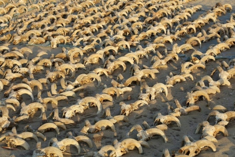 Ai Cập phát hiện xác ướp của hơn 2.000 đầu cừu