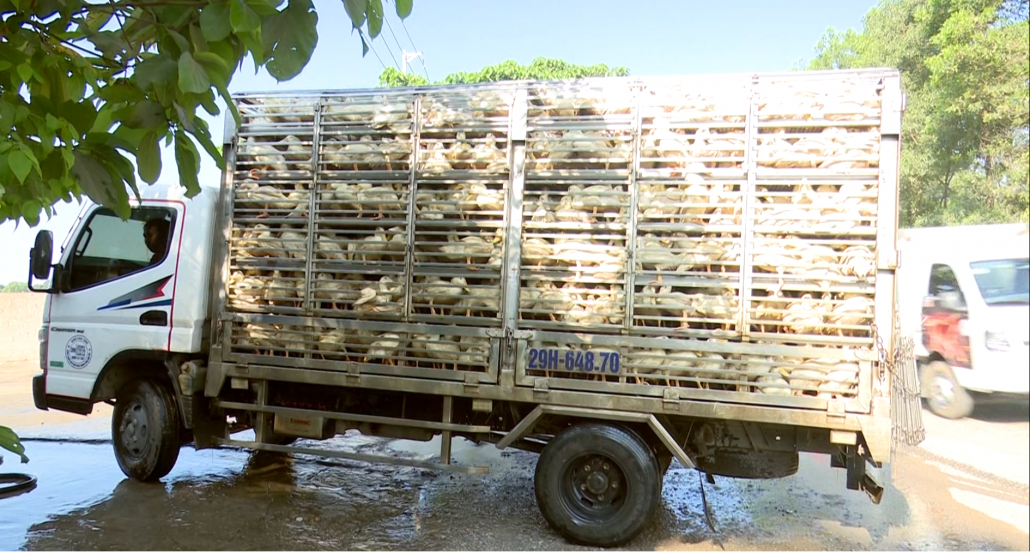 Xử lý xe tải chở gia cầm không đảm bảo vệ sinh môi trường