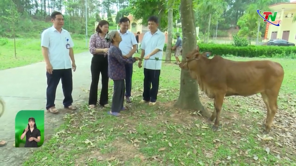 Phú Bình: bàn giao 21 con bò giống cho hộ nghèo
