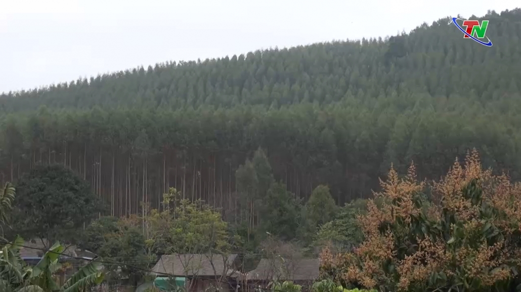 Phát triển kinh tế rừng ở xóm người Mông - Chòi Hồng