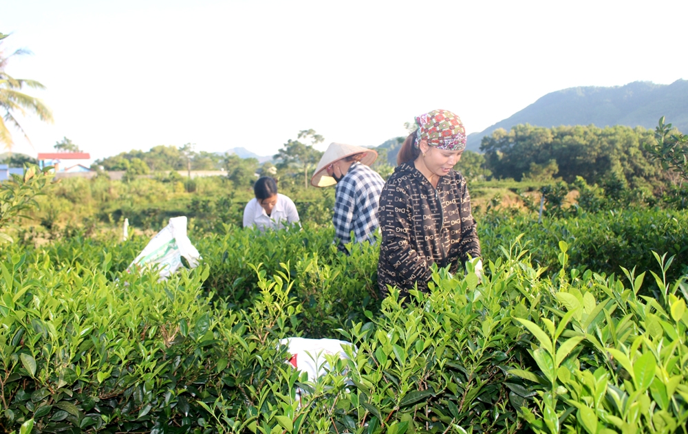 公江市：添加25公顷茶树被认证越南良好农业规范
