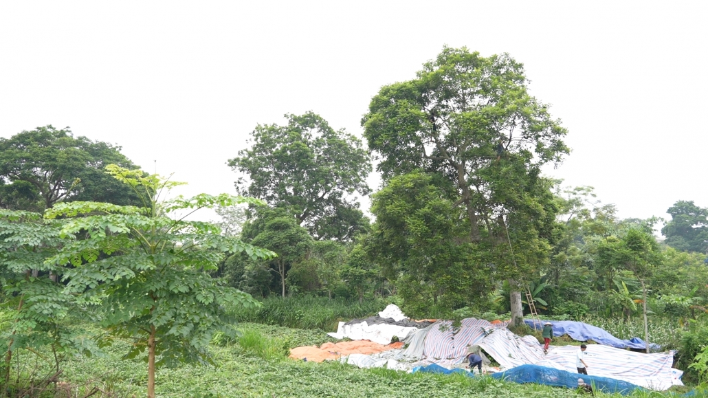 [Photo] Hiệu quả kinh tế từ cây trám đen ở Hà Châu, Phú Bình
