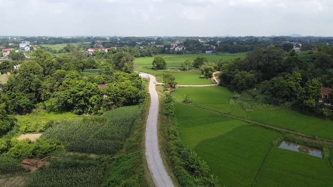[Photo] Hiệu quả kinh tế từ cây trám đen ở Hà Châu, Phú Bình