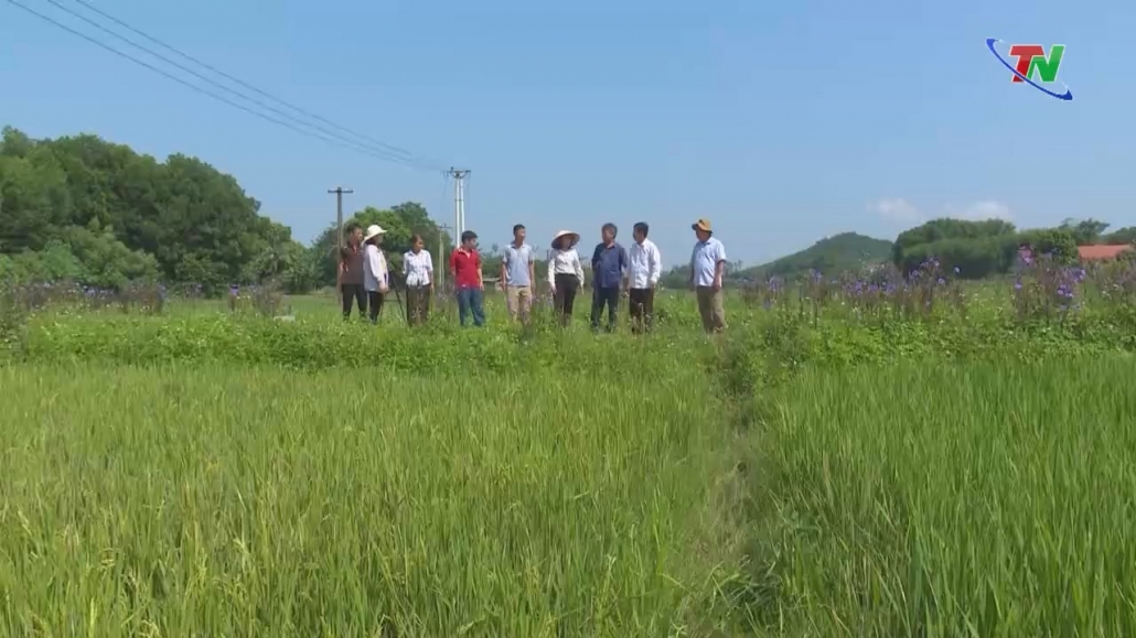 Phú Bình tăng cường phòng trừ sâu bệnh hại lúa vụ mùa