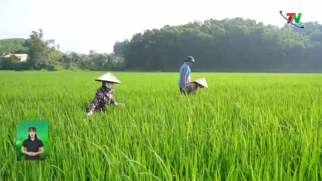 Tăng cường phòng trừ sâu cuốn lá hại lúa vụ mùa