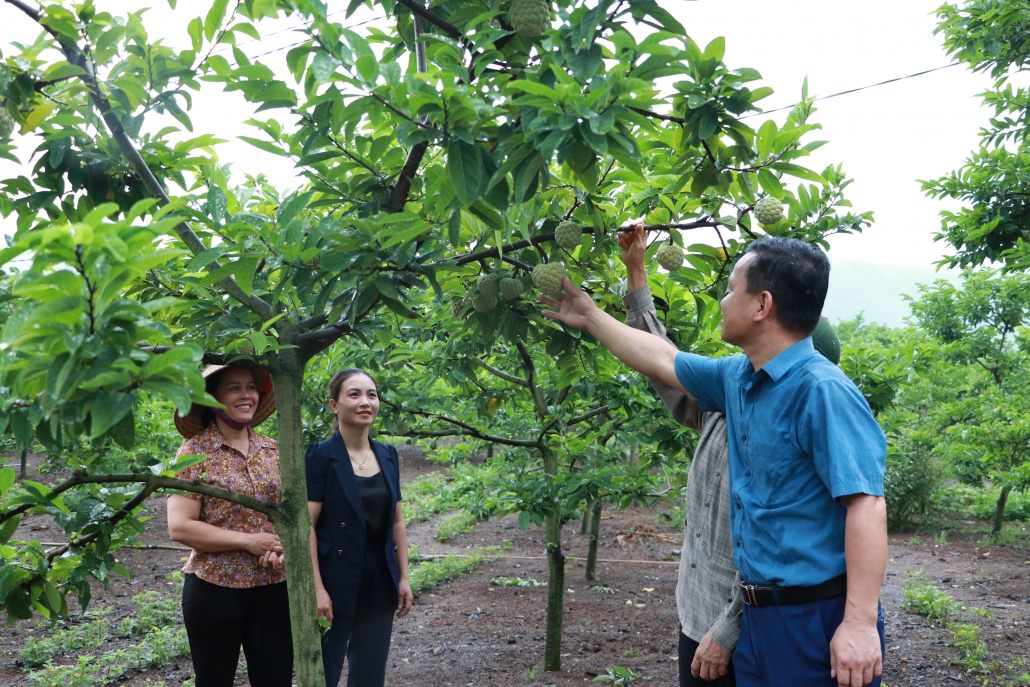 Chú trọng đầu tư phát triển các loại cây ăn quả có giá trị kinh tế cao