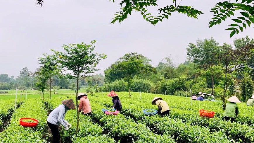 太原省：29个茶区有种植区代码