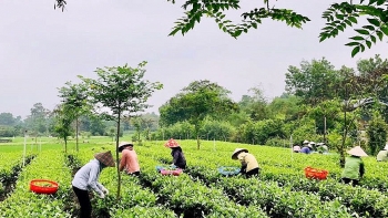 太原省：29个茶区有种植区代码