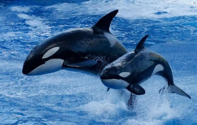 Cá voi sát thủ - loài vật nguy hiểm nhất trên Trái Đất