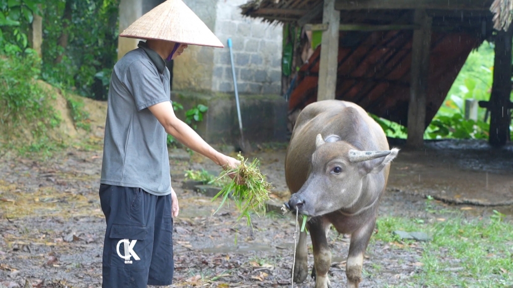 Phú Lương giảm nghèo cho người dân từ mô hình nuôi trâu sinh sản