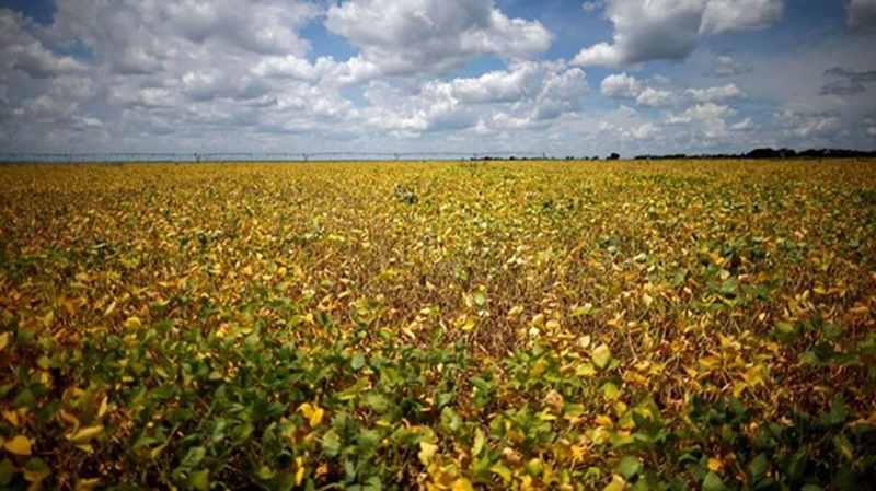 Brazil: Nhiều trẻ em tử vong do ung thư liên quan đến trồng đậu nành