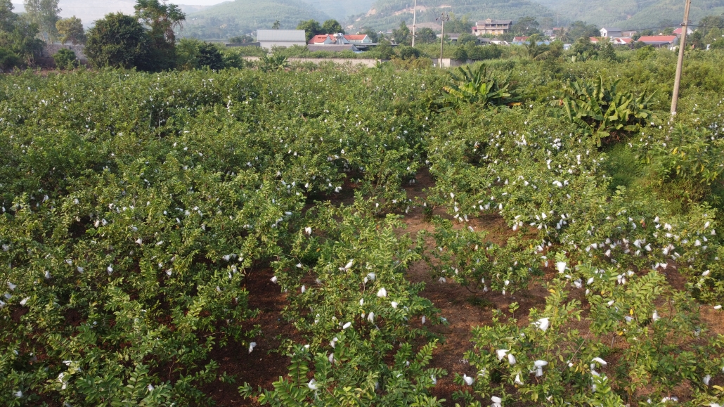 Làm giàu từ cây rải, trái vụ