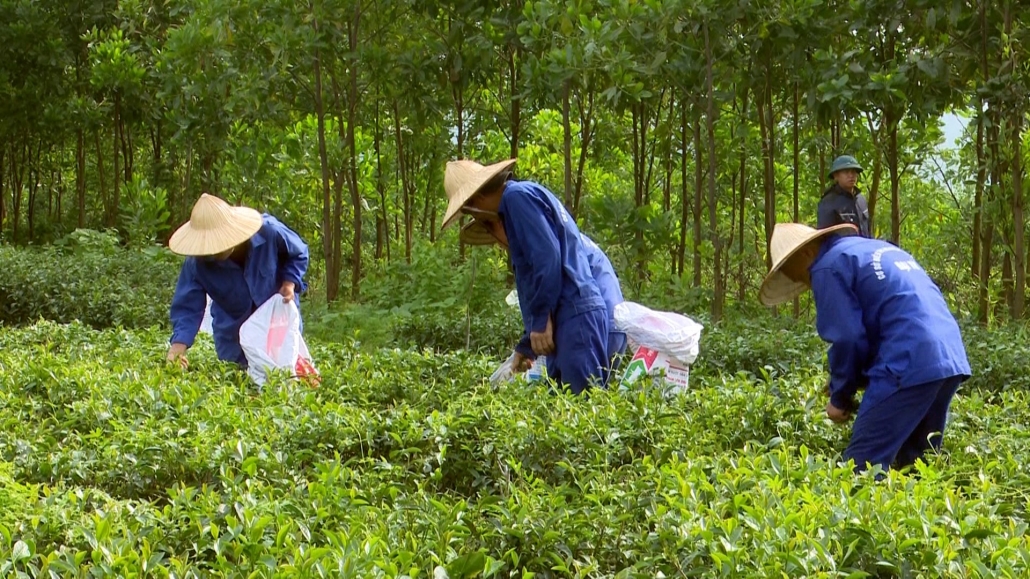 Đại Từ nỗ lực đẩy lùi tệ nạn ma túy