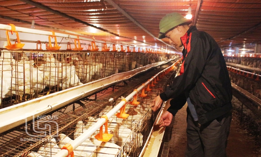 Dong Hy: 7 more chicken farms receives VietGAP certification