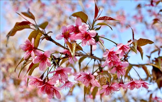 Yên Bái: Lên Mù Cang Chải dự Festival Khèn Mông và ngắm hoa Tớ Dày