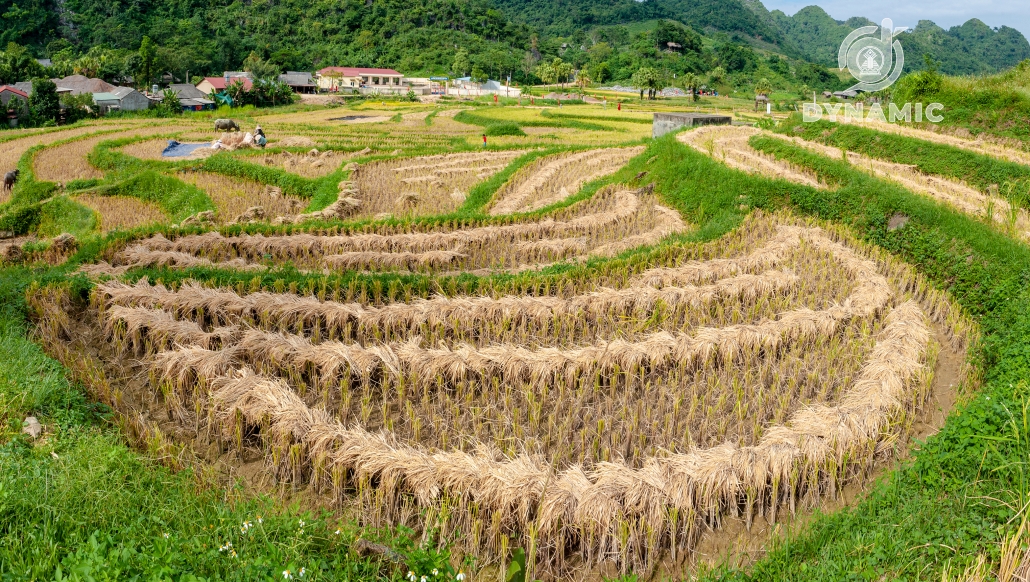 翩村 – 黄金季节的魅力