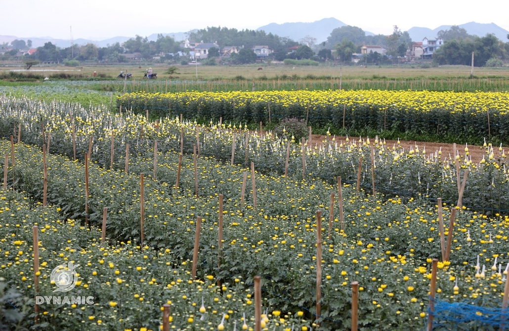 春季的足缘花村